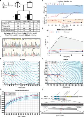 Screening for Mutations in Isolated Central Hypothyroidism Reveals a Novel Mutation in Insulin Receptor Substrate 4 